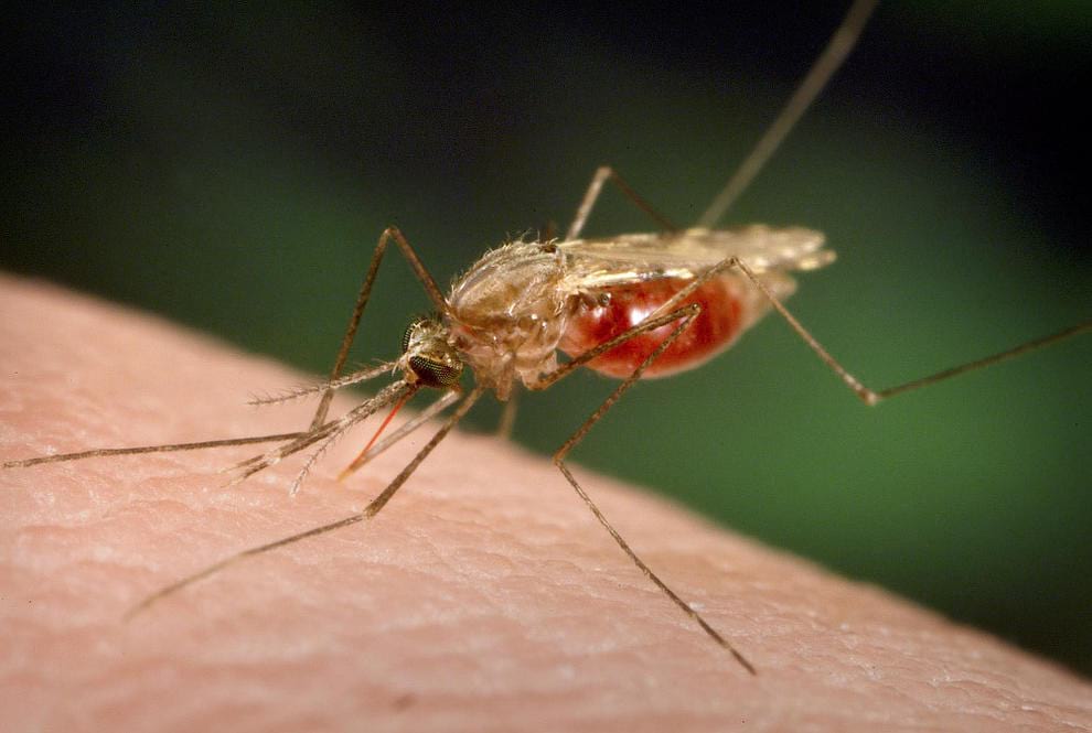 Prevent malaria when travelling in Africa