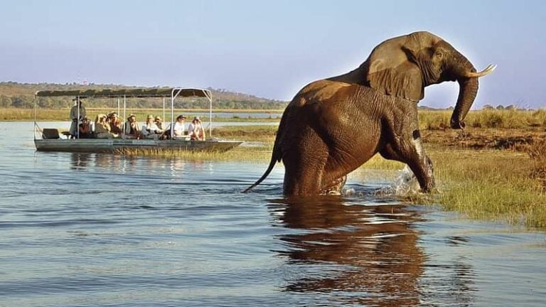 4 Day Botswana Safari Tour