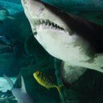 Shark Diving and Viewing tour