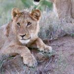 3 Day Kruger Budget Tented Safari