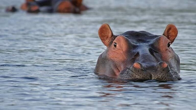 2 Day Luxury Tented Pilanesberg Safari