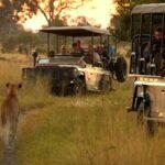4 Day Sable Alley via Maun Botswana Safari Tour