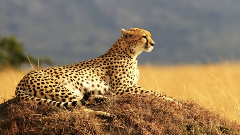 2 Day Luxury Tented Pilanesberg Safari