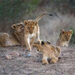 Kapama Karula Lions - kruger national park safaris