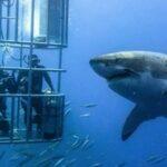 Shark Diving and Viewing tour
