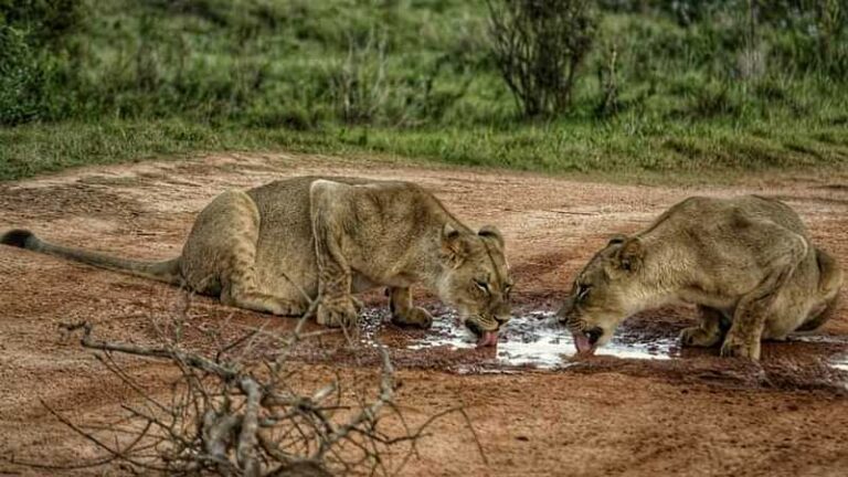5 Day Ultimate Garden Route & Addo Budget Adventure