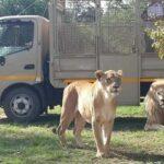 Soweto and Lion Park