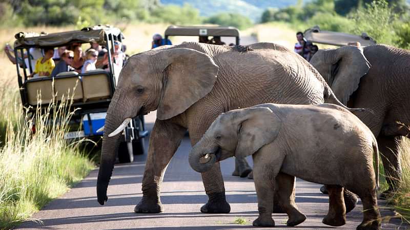 4 Day Kruger Park Classic Safari Tour