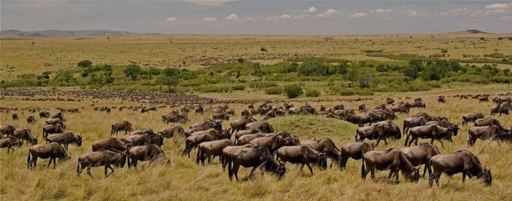 Wildebeest