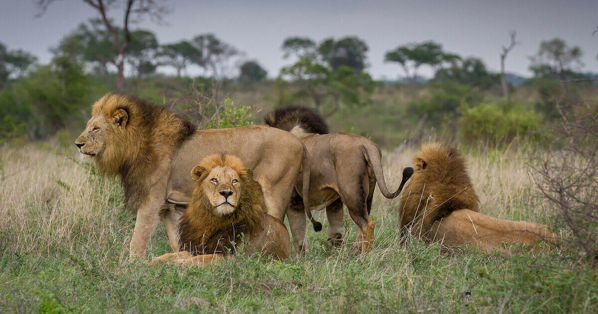 79 Fascinating Facts about The Kruger National Park