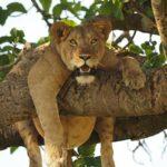 3 Day Queen Elizabeth National Park Safari Tour