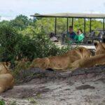 Chobe Full Day Safari Tour