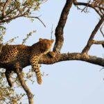 5 Day Botswana Safari Tour
