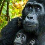 5 Day Gorilla Trekking Tour in Uganda