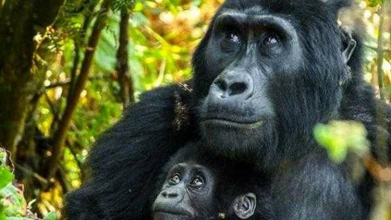 5 Day Gorilla Trekking Tour in Uganda