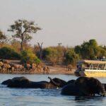 Chobe Full Day Safari Tour
