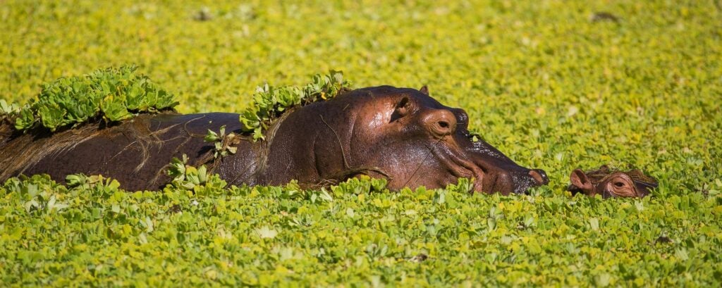 Hippo Okavango