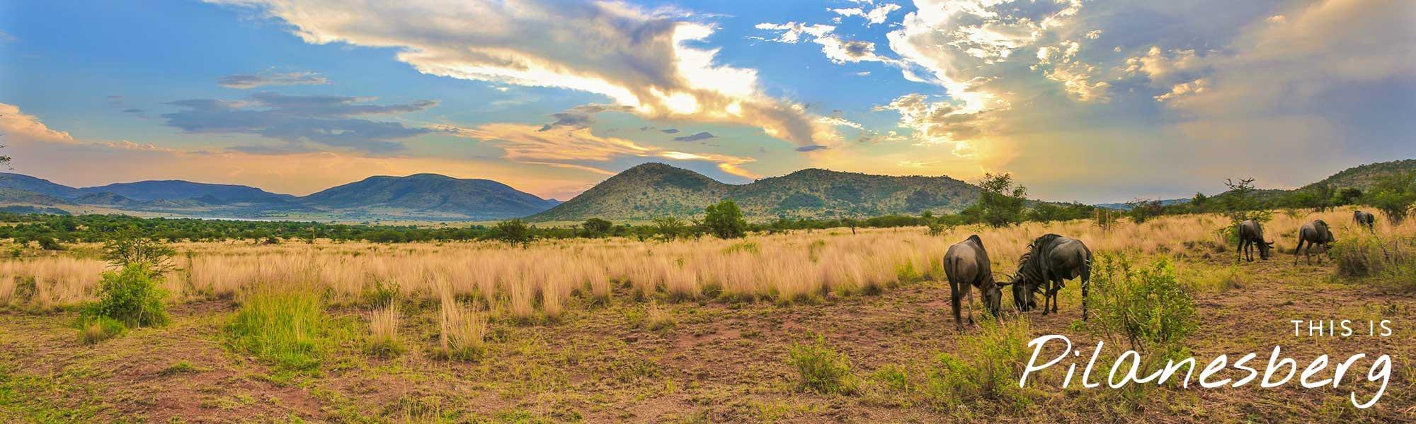 Pilanesberg safari tours