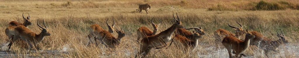 5 Day Botswana Safaris