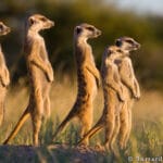 A family of meerkats on the lookout for any potential danger.