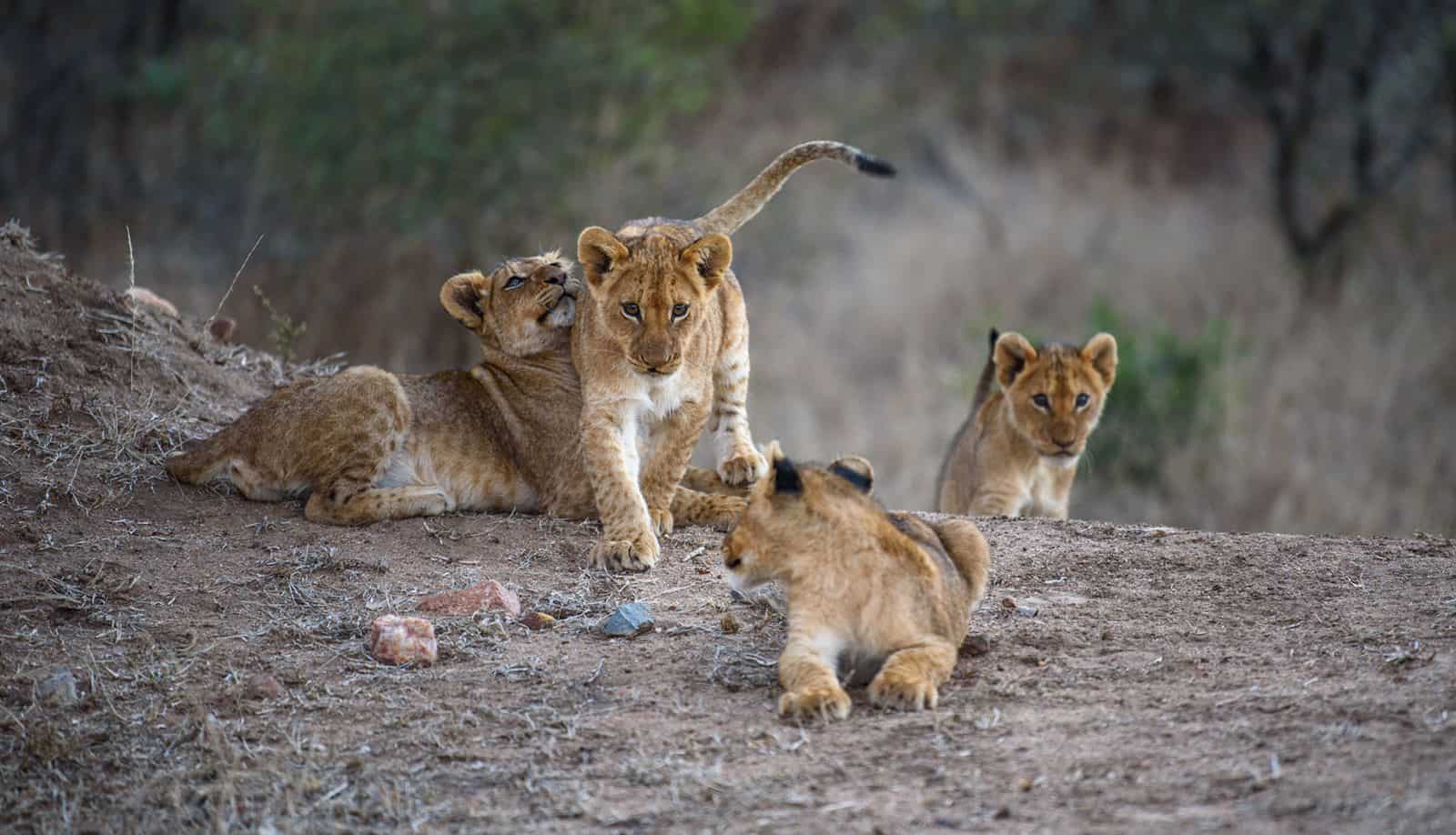 Kapama Karula Lions