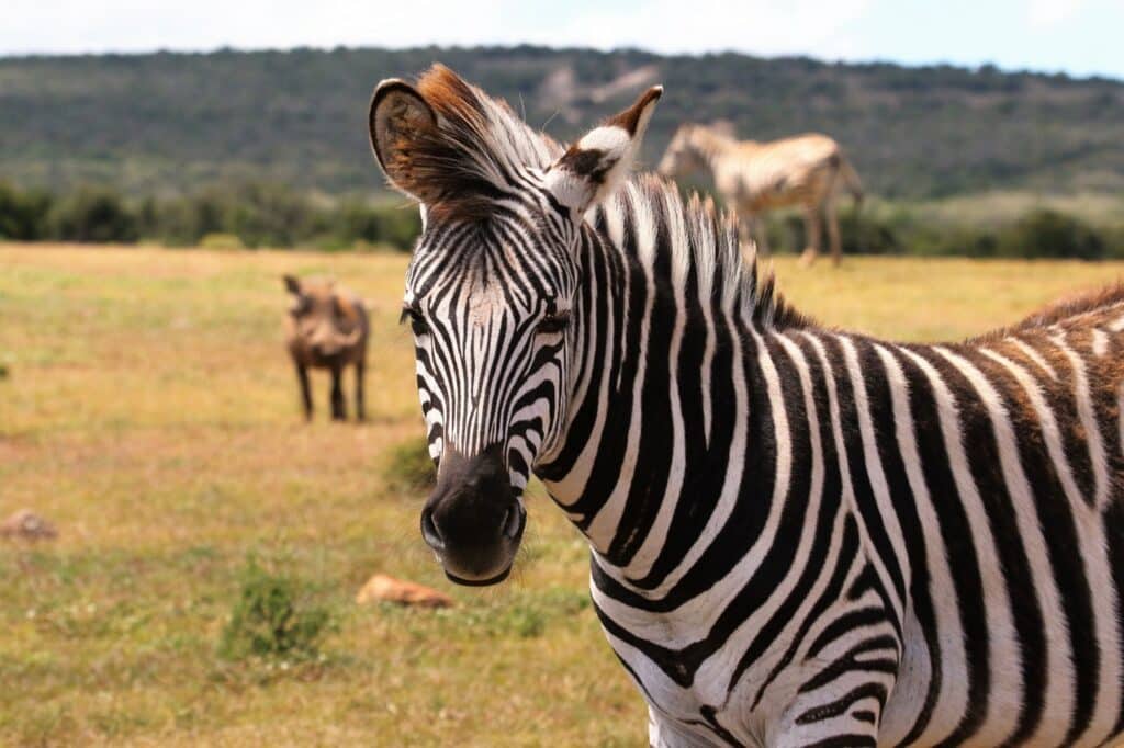 Budget kruger park safari