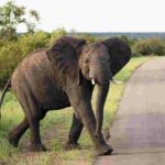 YBOP_south-africa_elephant_kruger-np
