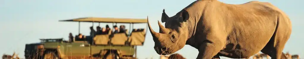 kruger park safaris