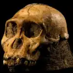 Cradle of Humankind & Sterkfontein Caves Tour skull
