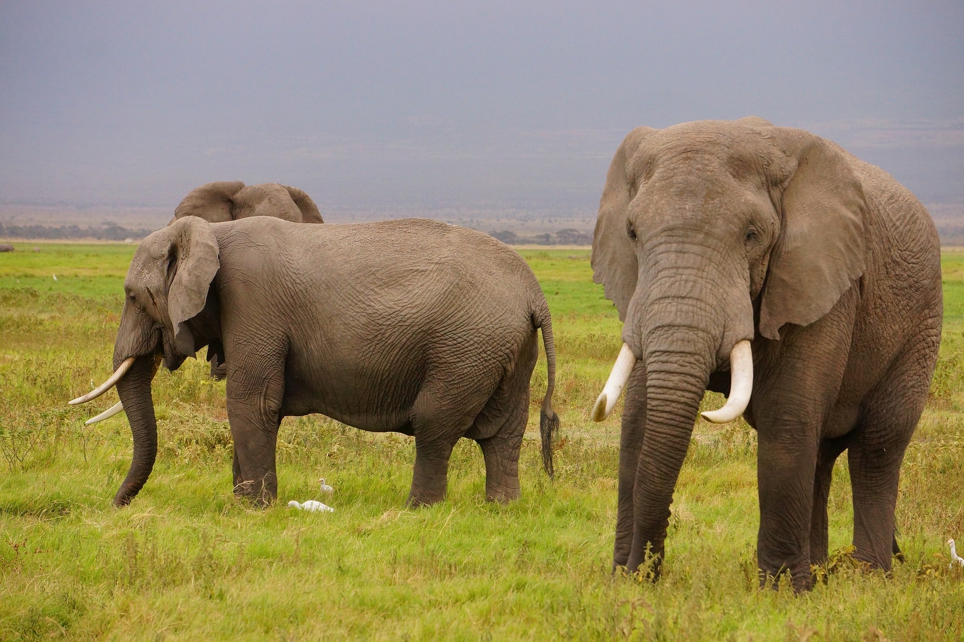 wild-elephants