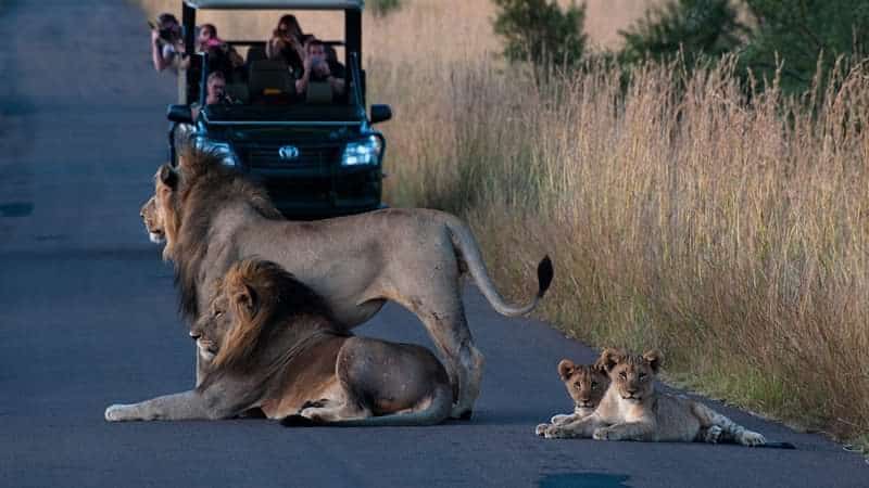 1 day Pilanesberg safari
