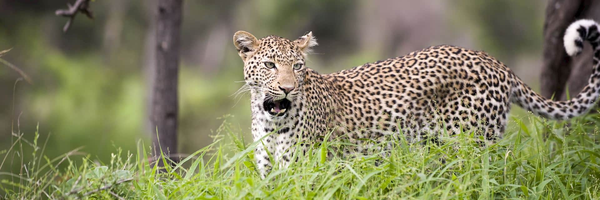 Leopard_Kruger_National_Park