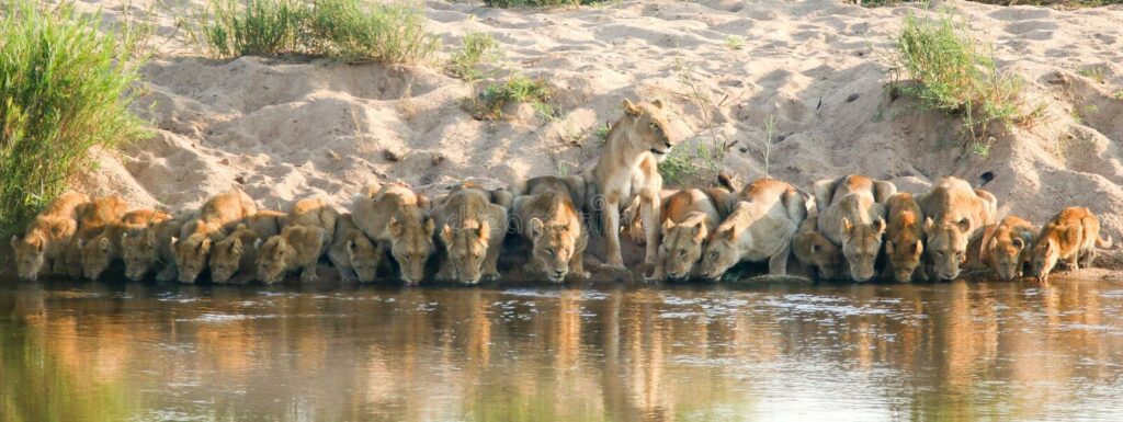 lion-pride-drinking-kruger-national-park-south-africa-lions