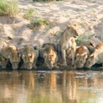 lion-pride-drinking-kruger-national-park-south-africa-lions