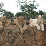 Rhino and Lion Park Tour