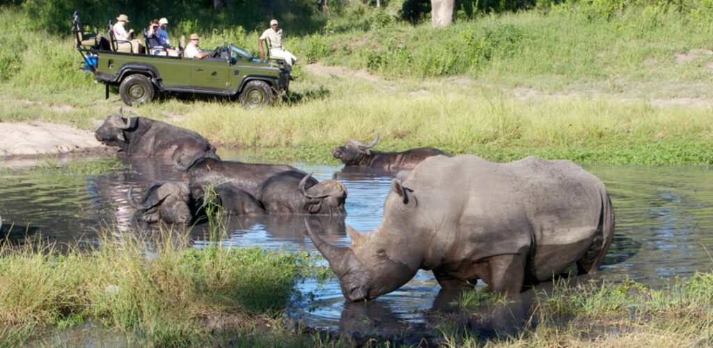 Elephants Plains Game Lodge 4-day Safari Tour