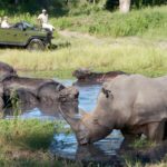 Elephants Plains Game Lodge 4-day Safari Tour