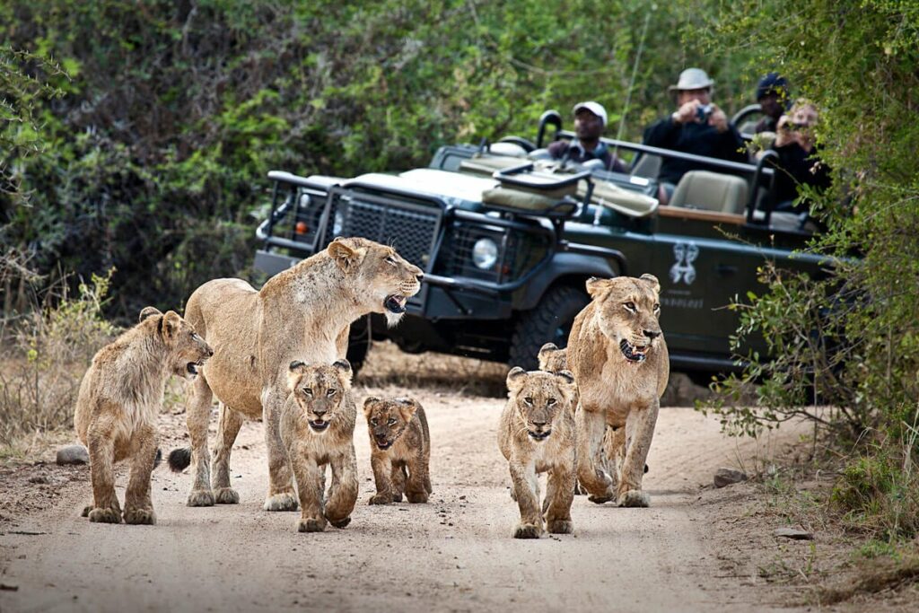 Comfort Safaris