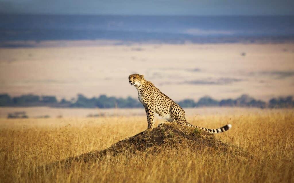 Lone cheetah looking out over the open savannah of the Masai Mara, Kenya