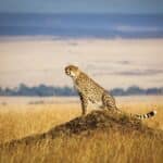 Lone cheetah looking out over the open savannah of the Masai Mara, Kenya