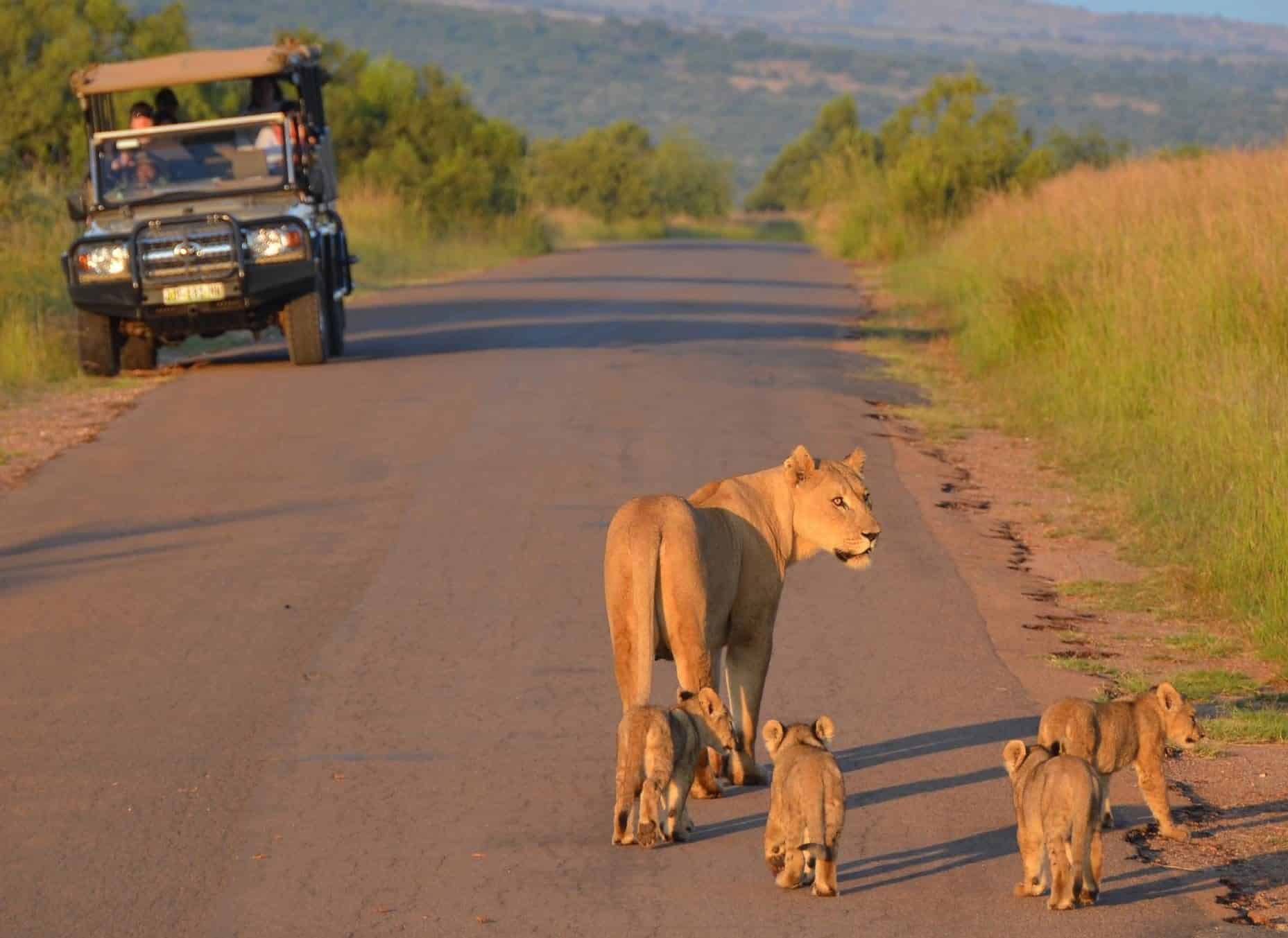 4 Day Umkumbe Lodge Safari Tour