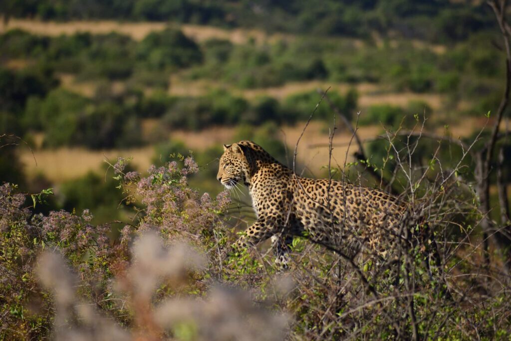 Private Kruger Park Safaris