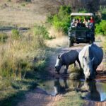 Full Day Kruger Park Safari