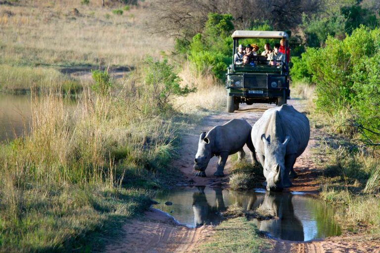 Full Day Kruger Park Safari