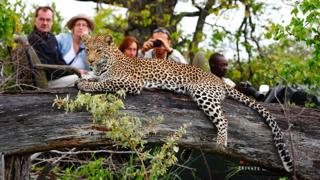 Full Day Kruger Park Safari