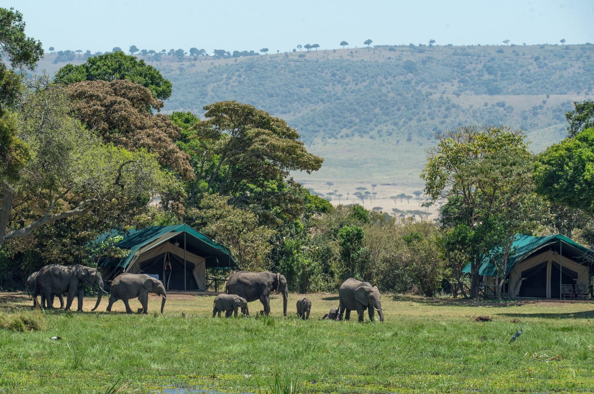 Best Tented Safari Camps in the Greater Kruger