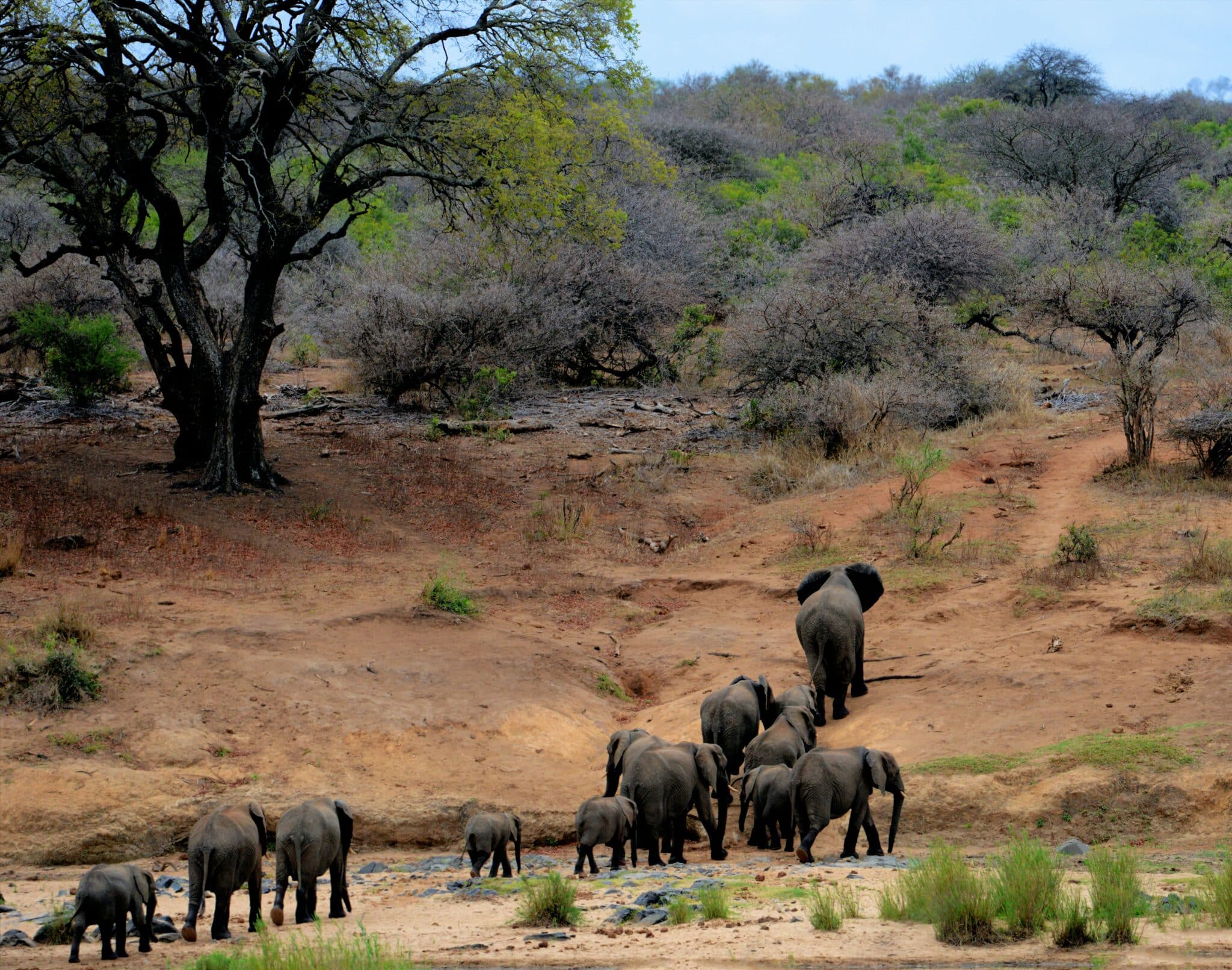 6-day Botswana Safaris