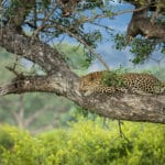 5-Day Londolozi Tree Camp Safari