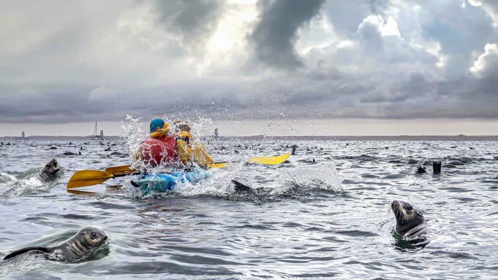 Kayaking with Cape fur seals