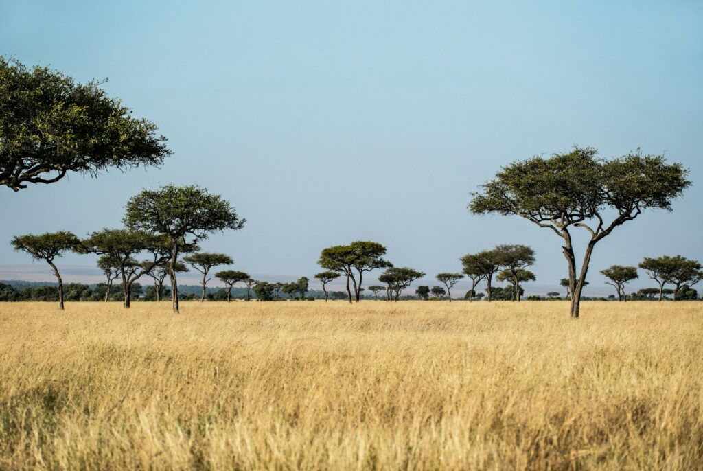 Madikwe Private Transfers